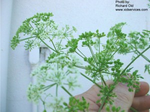 Poison hemlock is common, and deadly. (photo: Weed Science Society of America)
