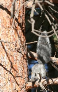 Squirrel hunting is a great way to introduce newcomers to hunting. This squirrel recipe is good for stretching food resources when you don't have much meat, or only harvested one small game animal. (Pantenburg photo)