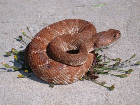 California snakes, rattlesnakes, venom, outdoor precautions, bite, hiking, California Department of Fish and Wildlife, King snake, poison