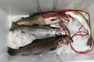 trout-in-cooler-c1