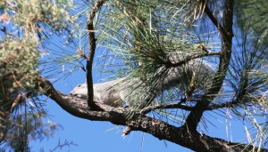 Squirrel hunting can be challenging, but the meat is tasty and nourishing.