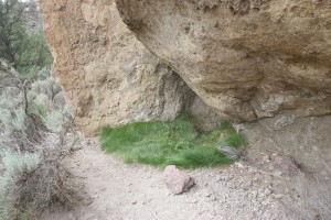 The green grass in the middle of an arid area is an indicator that water might be present. This seep doesn't produce much water, but every little bit helps!