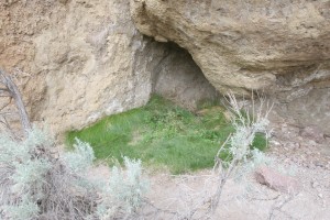 A high desert spring at Smith Rock State Park is a water source in an otherwise arid area.