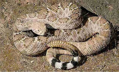 Rattlesnake