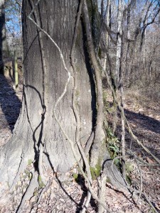 The vines on this tree in Mississippi yielded drinking water.