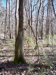 This Mississippi wild grape vine yielded pure drinking water when harvested correctly