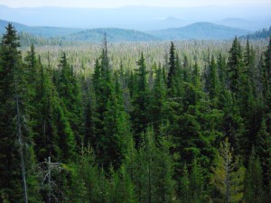 Wilderness area, Oregon Cascades.