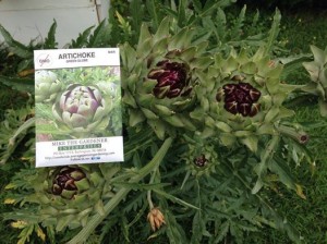 artichokes