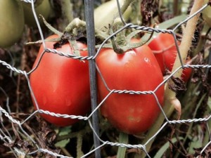 heirloom Romas