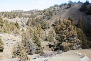 There is little to soak up rainwater, or slow the water flow in this high desert ravine.