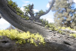 The lichen on this dead juniper tree in the desert grew on the top!