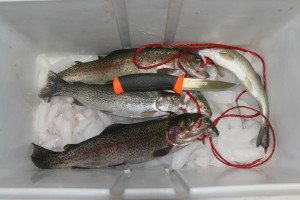 This Mora knife was used to clean these trout, and the blade was still shaving-sharp at the end of the task.