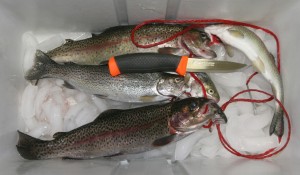 This Mora cleaned this limit of trout and was shaving sharp at the end of the job. The soft, non-slip handle was safe to use, even when covered with slime, scales and fish guts.