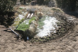 This Central Oregon high desert spring is the only water source for miles. The water will require clarification and purification before using.