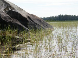 Edge of a wild rice/aquatic weed bed.