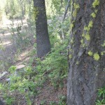 The moss on these trees at Camp Makulla was also on the west side!