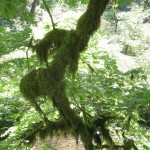 Moss grows everywhere in this temperate rain forest in Oregon.