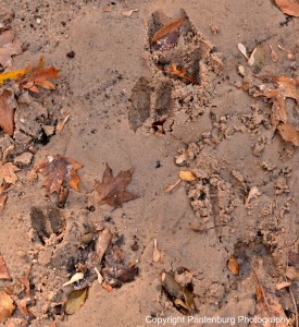 Look for animal tracks and poop to tell if your proposed campsite might be on a game trail. 