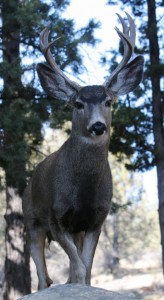 A major benefit of deer and elk hunting is the superb meat. (Pantenburg photo)