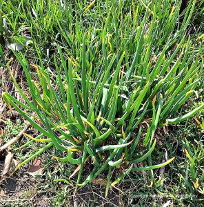 Walking onions survived the harsh midwestern winter, and sprouted with the warm weather.