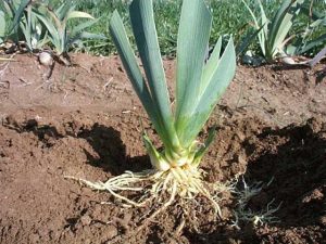 This is an iris plant. (Thanks to Carol, an avid gardener, for sending this in!)