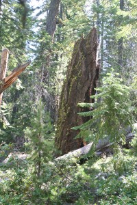 According to my compass, the moss was on the west side of this stump. (Leon Pantenburg photo))