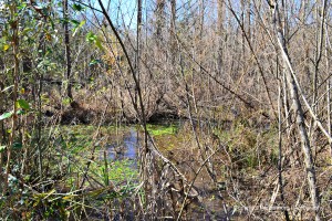 This is a mosquito breeding ground, and camping near it guarantees swarms of biting insects will find you.